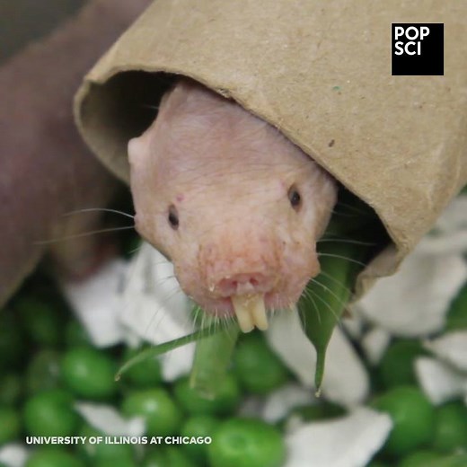 Warning: Do NOT get into a breath-holding contest with a naked mole rat | Popular Science
