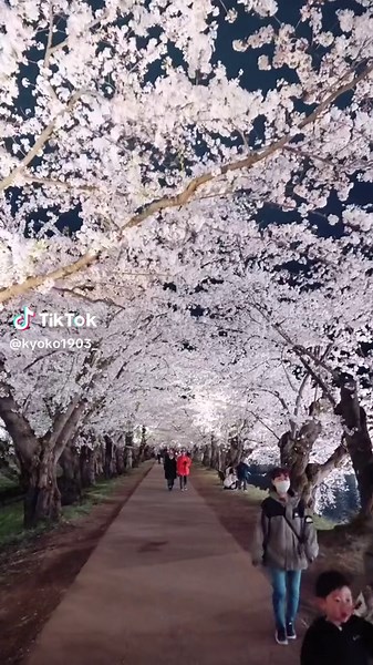 As of now, it looks like the cherry blossoms in Hirosaki Park are forecasted to be in full bloom from April 18th to 20th this year. 今のところ、弘前公園の桜は4月18日〜20日が満開の予報のようです🌸 📍Hirosaki Park in Aomori Prefecture / 青森県 #弘前公園 📷April 16, 2023 I’m sharing my Japan Spots Map at nearly 90% off for the first few who help by giving feedback. Want in? Visit👇 https://meow.click/kyoko-map-form Let's make it perfect together! Only available to the first few. Thank you! #hirosakipark #amazingaomori #japantrip #夜桜