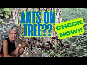 How to Keep Ants Off a Vitex Tree | Easy and Effective Solutions