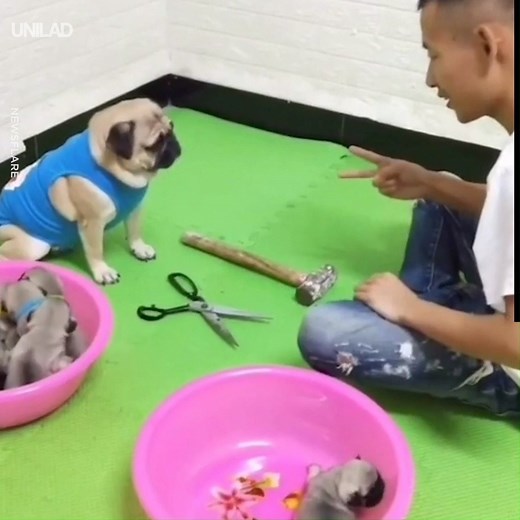 Nothing to see here, just a mother pug playing rock-paper-scissors to win back her pups... 👀🐶 | UNILAD