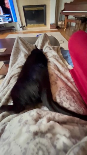 Jet's legs were twitching against my legs and he did one flip of his tail, active dream. Hope it was nice one. | Debbie's Pet And House Sitting