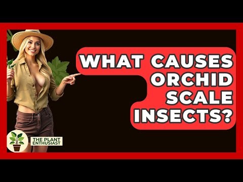 What Causes Orchid Scale Insects? - The Plant Enthusiast