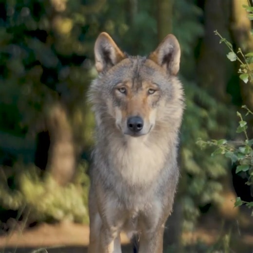 Visit our Wild life Park and step back in time into an ancient woodland inhabited by some of Ireland’s lost wildlife. 🌿🦊🌲 | Wild Ireland