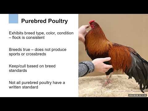 Breeding purebred poultry