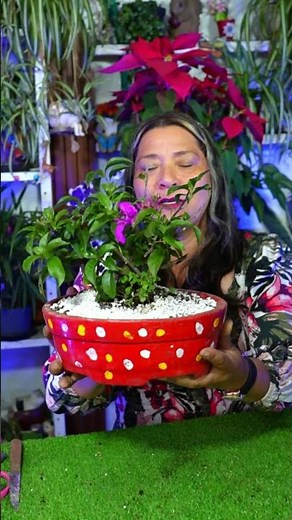 Learn how to grow bougainvillea of ​​various sizes, you won't regret it