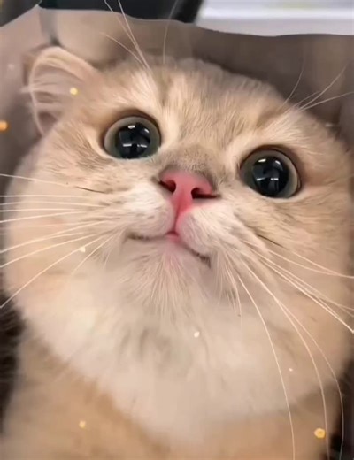 Meow Dance Compilation: Best Moves From TikTok