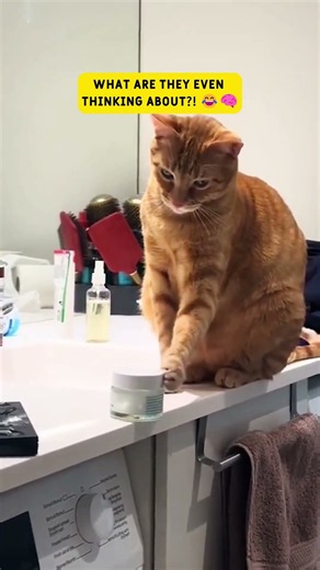 What is REALLY going on in a cat’s brain? 🧠🤔#shorts #cats#catsfunnyvideos#catshorts#catvideos