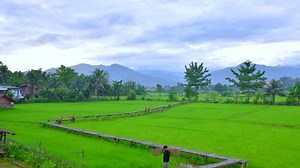 clip-1014871384-4k-time-lapse-video-rice-field-pua