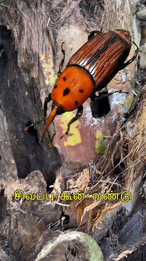 3.3K views · 144 reactions | Red palm weevil  treatment from the beginning to top let's wait and see what's the results will come  #agriculture #coconutfarming #palm #weevil #insects #control #pestcontrol #coconut #tamilnadu #viral #agritech | Velaantv | Facebook
