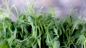 Pea microgreens birth close-up. Green micro plants pisum germination. Juicy young sprouts in containers. Germination of beanstalk crop seeds. Healthy nutrition and organic food. High quality