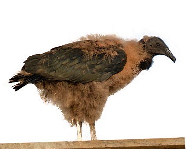 A Peek at the Private Family Life of the Black Vulture - Avian Report