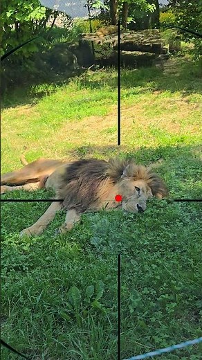 Lion | leone