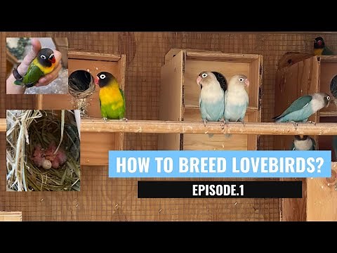 How to breed lovebirds in 2022? Episode. 1