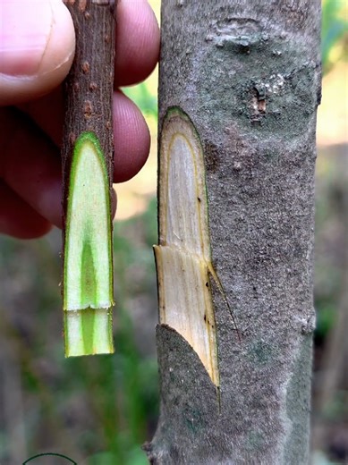 New grafting techniques for fruit plants | Easy grafting for persimmon tree #grafting #bonsai #agriculture #fyp #foryoupage❤️❤️