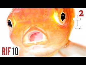 Fish Drowning in Water? RIF 10