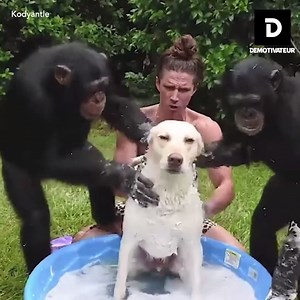 2.3M views · 18K reactions | On a trouvé le Tarzan des temps modernes | Demotivateur | Facebook