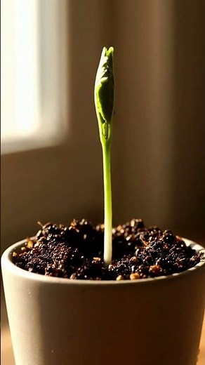 Growing Plum Tree From Seed Time Lapse – 155 Days