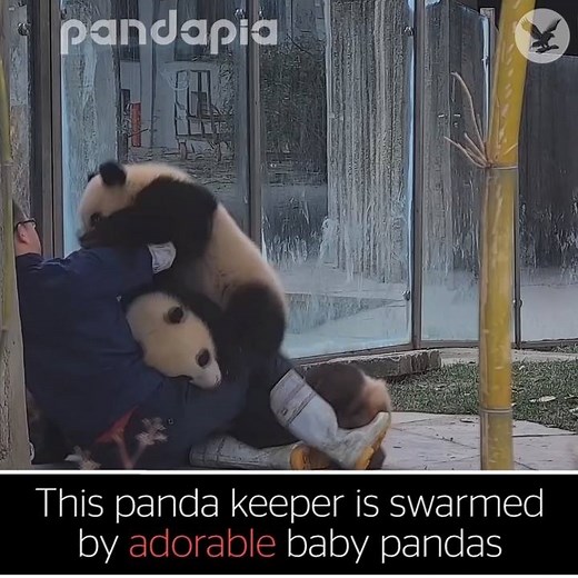 4.3M views · 11K shares | Panda keeper swarmed by baby pandas. Via Pandapia | The Independent | Facebook