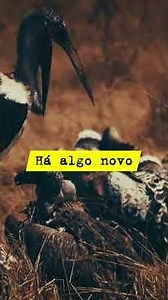 O Silêncio que Mata na Savana 🤫áfrica sevagem #animaisselvagens #documentario #animals #wildlife
