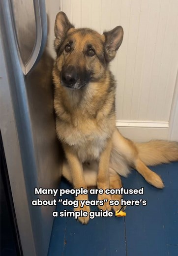 Dog Math: Simple and Fun Calculations for Pets