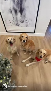 Meet Bella, our first foster dog from Southern California Golden Retriever Rescue She’s been with us since just two days and we are all in love. She’s around 8-9 years old, doesn’t look like she’s ever had a family that loved her, but still very happy and confident, loves people and has a lovely temperament. She gets along great with our Zoey & Milo (I’m so proud of these two for being such awesome foster hosts) She is completely smitten with Greg, but I’m slowly winning her over with my home co
