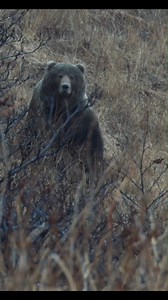 552K views · 6.3K reactions | The Most Intense Bear Encounter I’ve Ever Filmed!#wildlife #bearhunting | Sportsmans Hub | Facebook