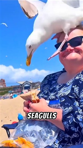 Look what the seagulls are hunting.🐦