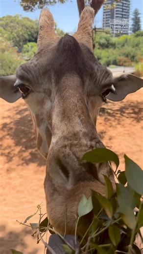 15K views · 563 reactions | No hands, no worries  Giraffes spend a LOT of their time eating, and can munch through up to 75kg of leaves and twigs each day. They have prehensile lips and tongues, which means they can grasp and grip onto the branches and rip the leaves off with ease! | Perth Zoo | Facebook