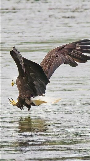 Eagles Catching Fish Is An Amazing Sight To See