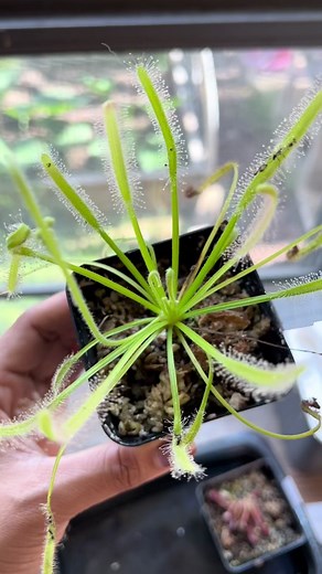 Exploring Carnivorous Plants: How Do Sundews Trap Insects?