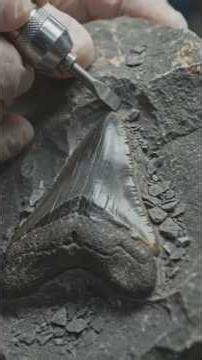 Ancient prehistoric shark tooth emerge from solid rock