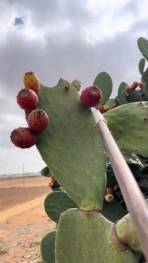 Satisfying ASMR Fruit Cleaning and Eating Experience