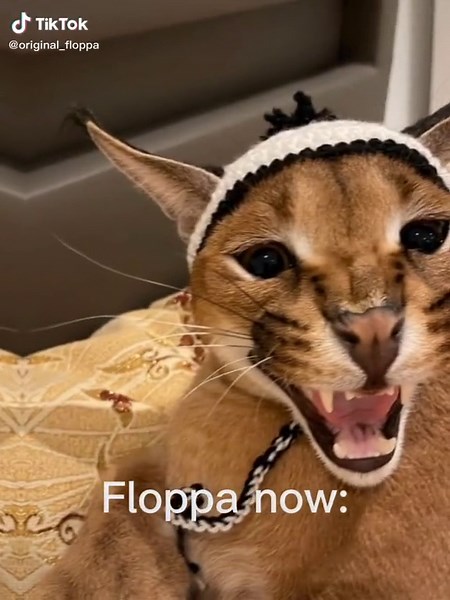 #originalfloppa #joke #fyp