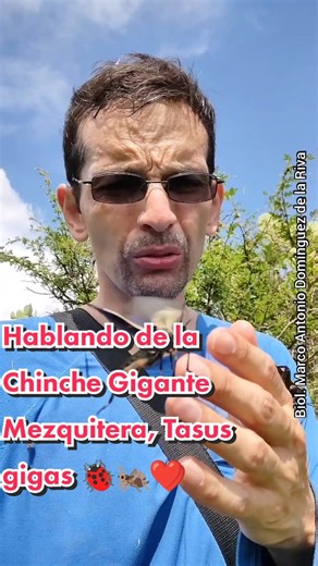 Chinche Gigante Mezquitera: Tasus gigas, hermosos insectos
