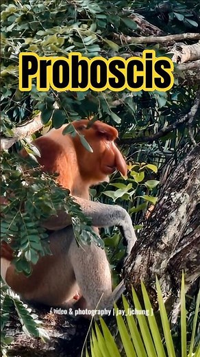 The Proboscis Monkey