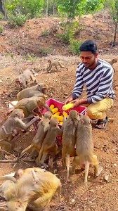 2.7M views · 10K reactions | Hats off to you PAVAN PUSARLA Garu for taking great an initiative and Feeding many Monkeys with Love on Occasion of his Wife Pravallika Pusarla Garu Birthday  Dear Pravallika Garu, A Very Happy Birthday to you. You are very lucky to have a such kind hearted and loving person with you. God Bless You all and Your Family with Happy and Healthy Life | Serve Needy | Facebook