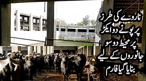 19K views · 43 shares | Norway buffalo farm.... | Farming Tips | Facebook