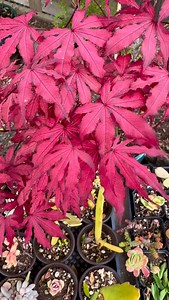 Acer palmatum “Amagi shigure” … … … #japanesemaple #acerpalmatum #amagishigure #momiji #mapletree | Acerholics Anonymous