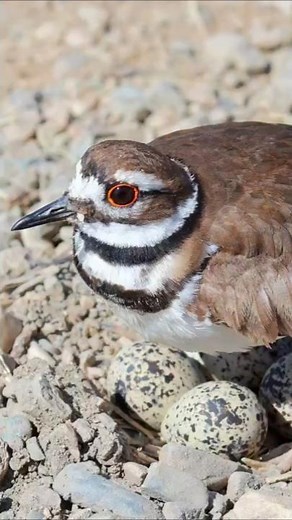 Hiding in Plain Sight | Killdeer | S01 002 | Remarkable Secrets of American Birds