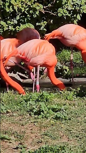Beautiful Pink Flamingos 🦩 Grace in Motion