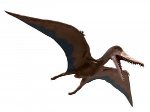 Cearadactylus - Alchetron, The Free Social Encyclopedia