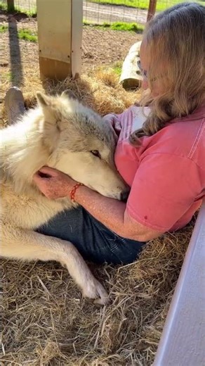 You will pet the wolf and be happy