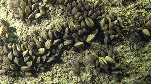 Zebra mussel (Dreissena polymorpha): settlement of clams on the rock, wide shot.