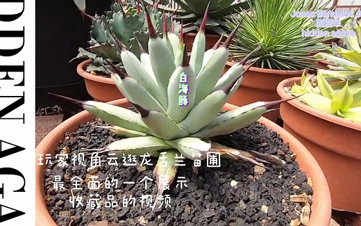 HIDDEN AGAVE系列——全览农场，游客视角