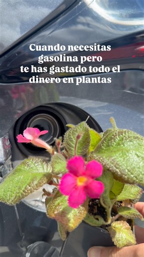 Culpable… 🌿😅Qué pena que el coche no funcione a base de tierra y hojas ⛽️ #kanakyterraria #plantas