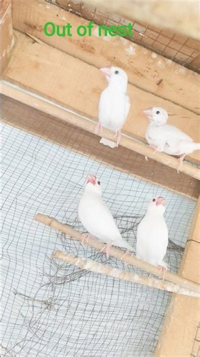 out of nest white Java chicks#birds #javasparrow #trending bird white Java#trending short