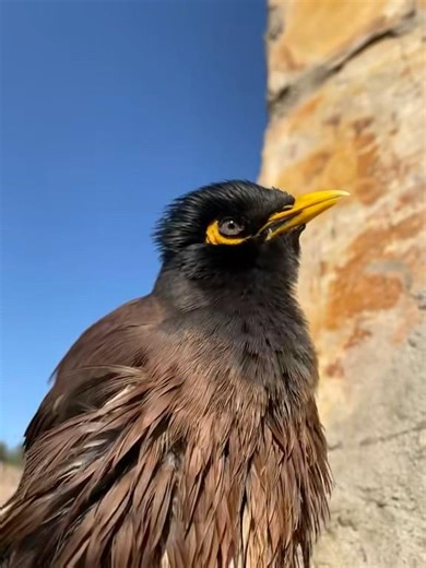 Maynah crying🥺🤭#shorts #viralvideo