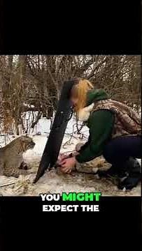 Heartwarming Rescue: Human Helps Injured Bobcat ❤️🐾