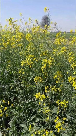 Exploring Mustard Flowers and Canola Fields: Nature's Golden Beauty | Mustard Seeds Growings