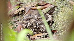 satanic or diabolical eared-nightjar on ground in natural environment Sulawesi